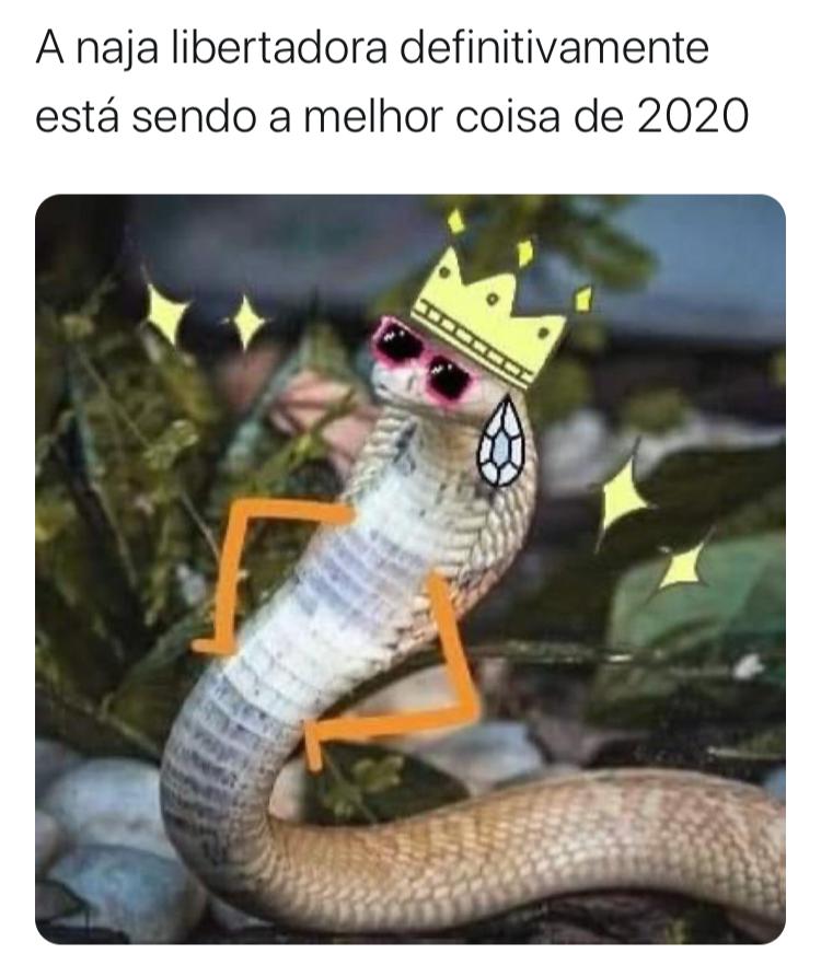 Cobra Naja de Brasília vira a queridinha da internet brasileira: veja os  melhores memes